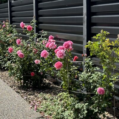 Wrought Iron Bird Cages
