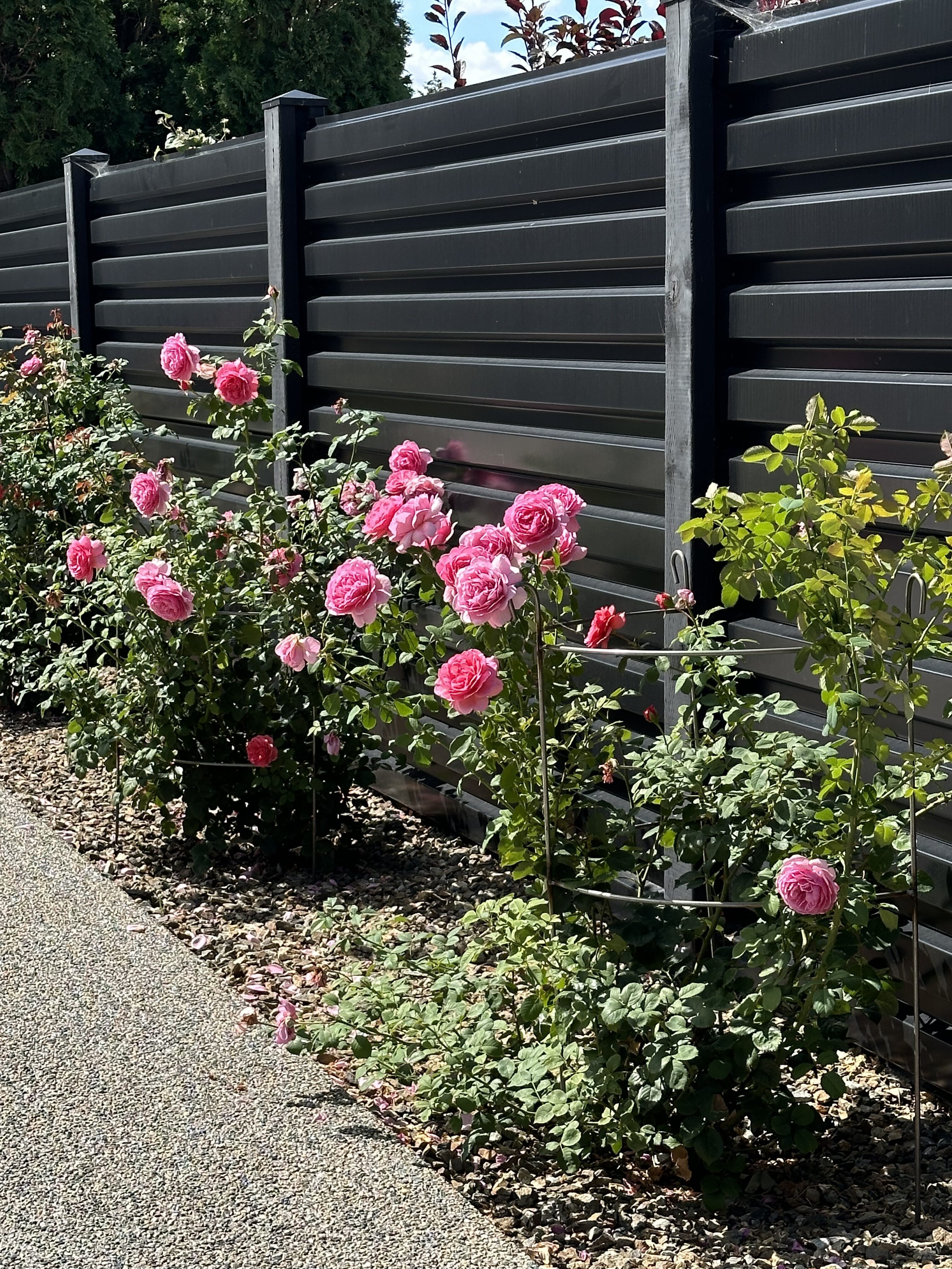 Wrought Iron Plant Cages