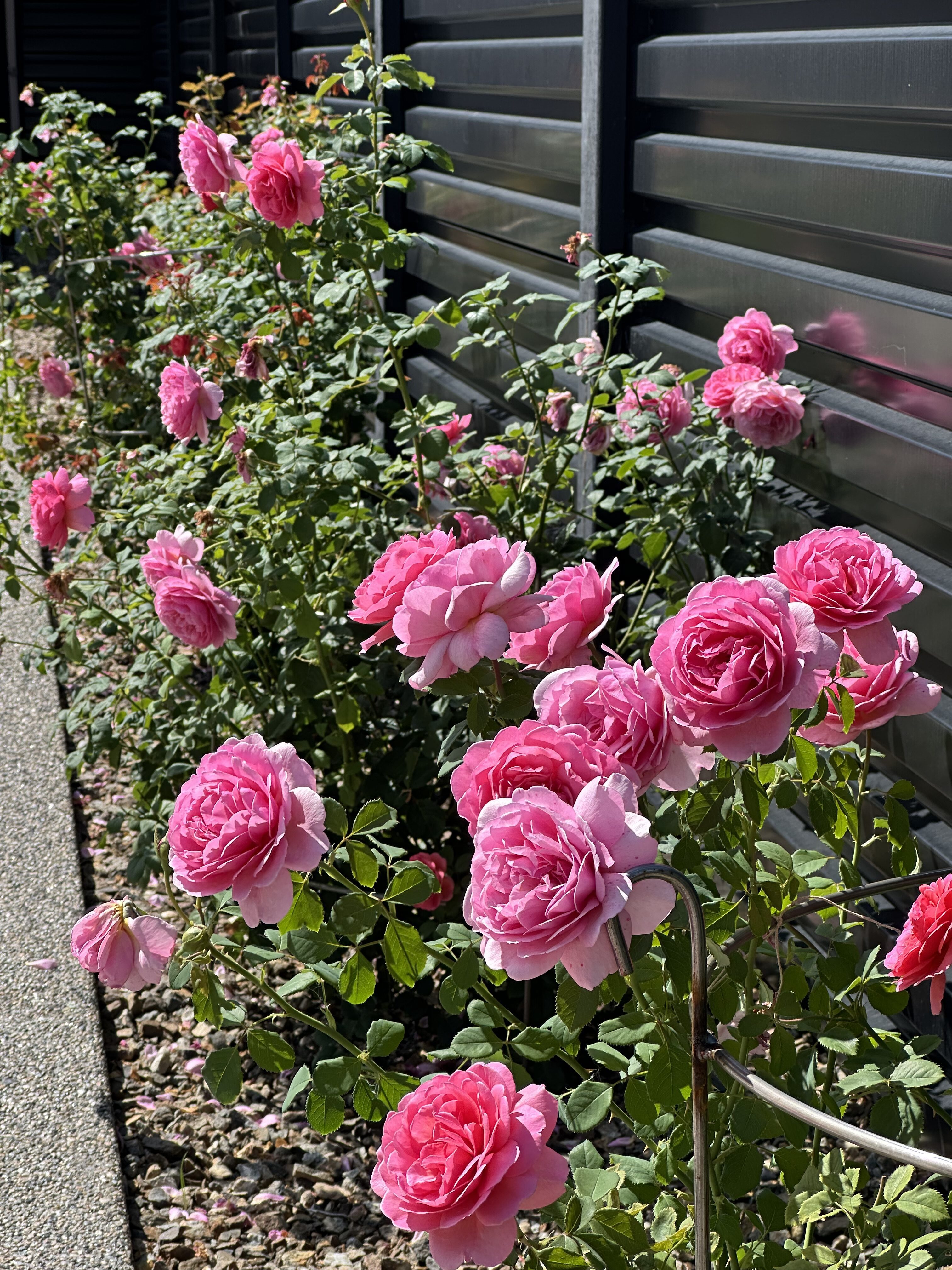 Wrought Iron Plant Cages - Image 3