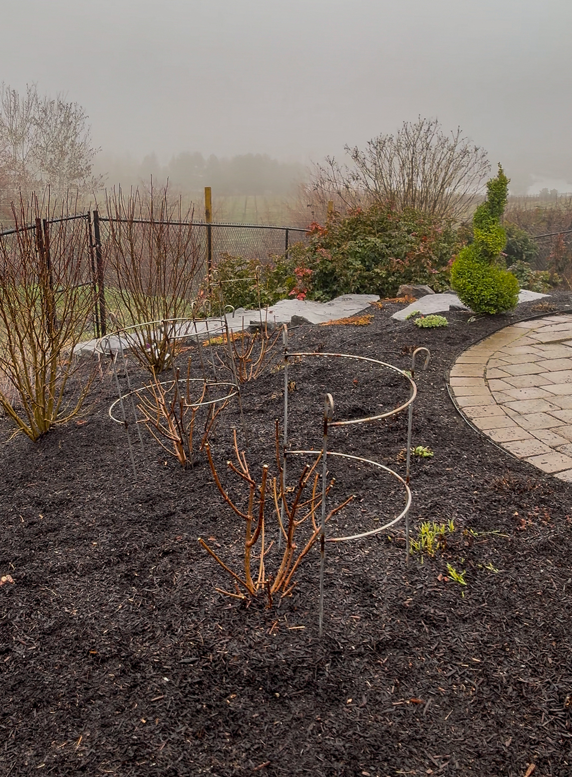 Wrought Iron Plant Cages - Image 8