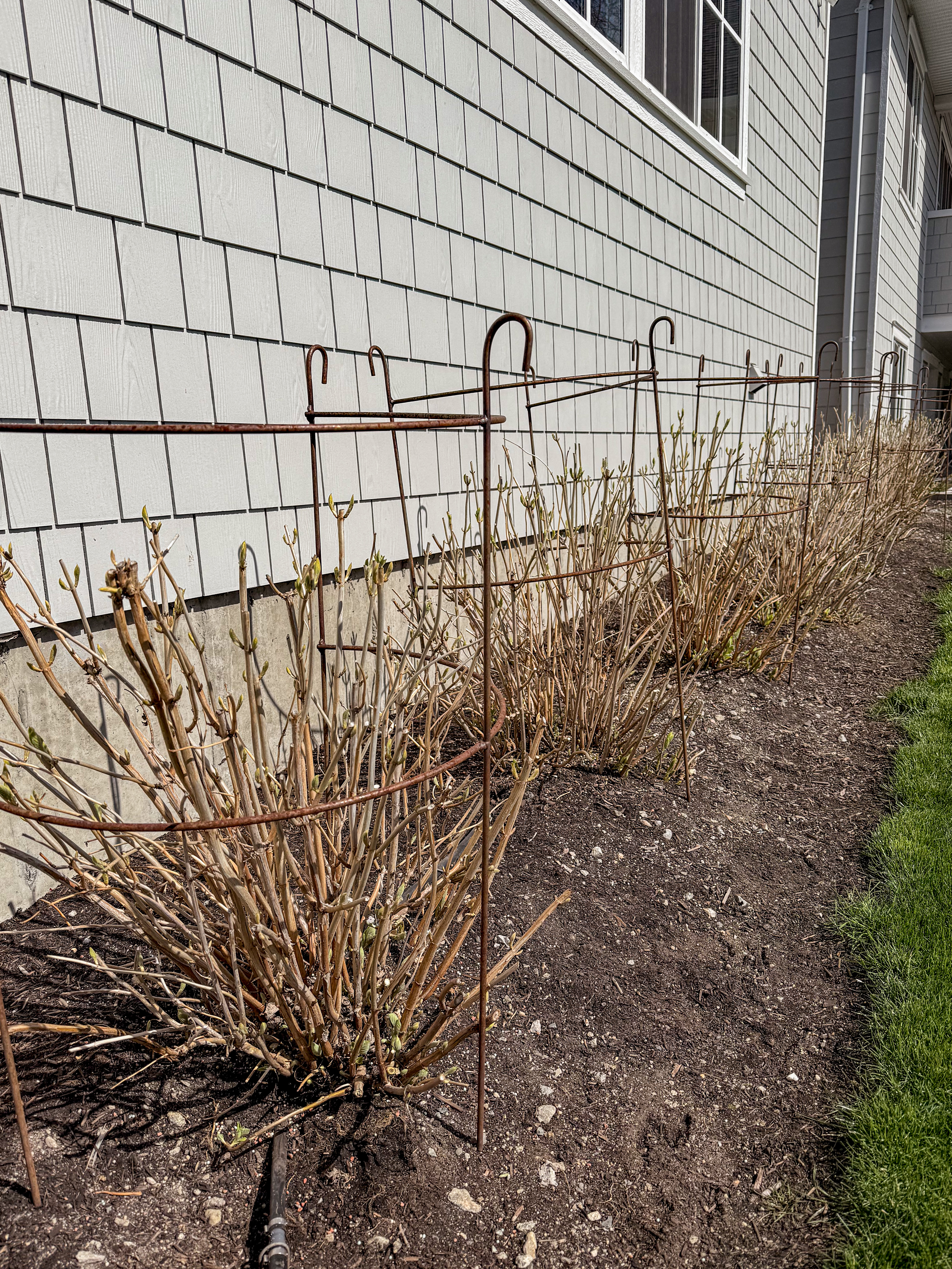 Wrought Iron Plant Cages - Image 7