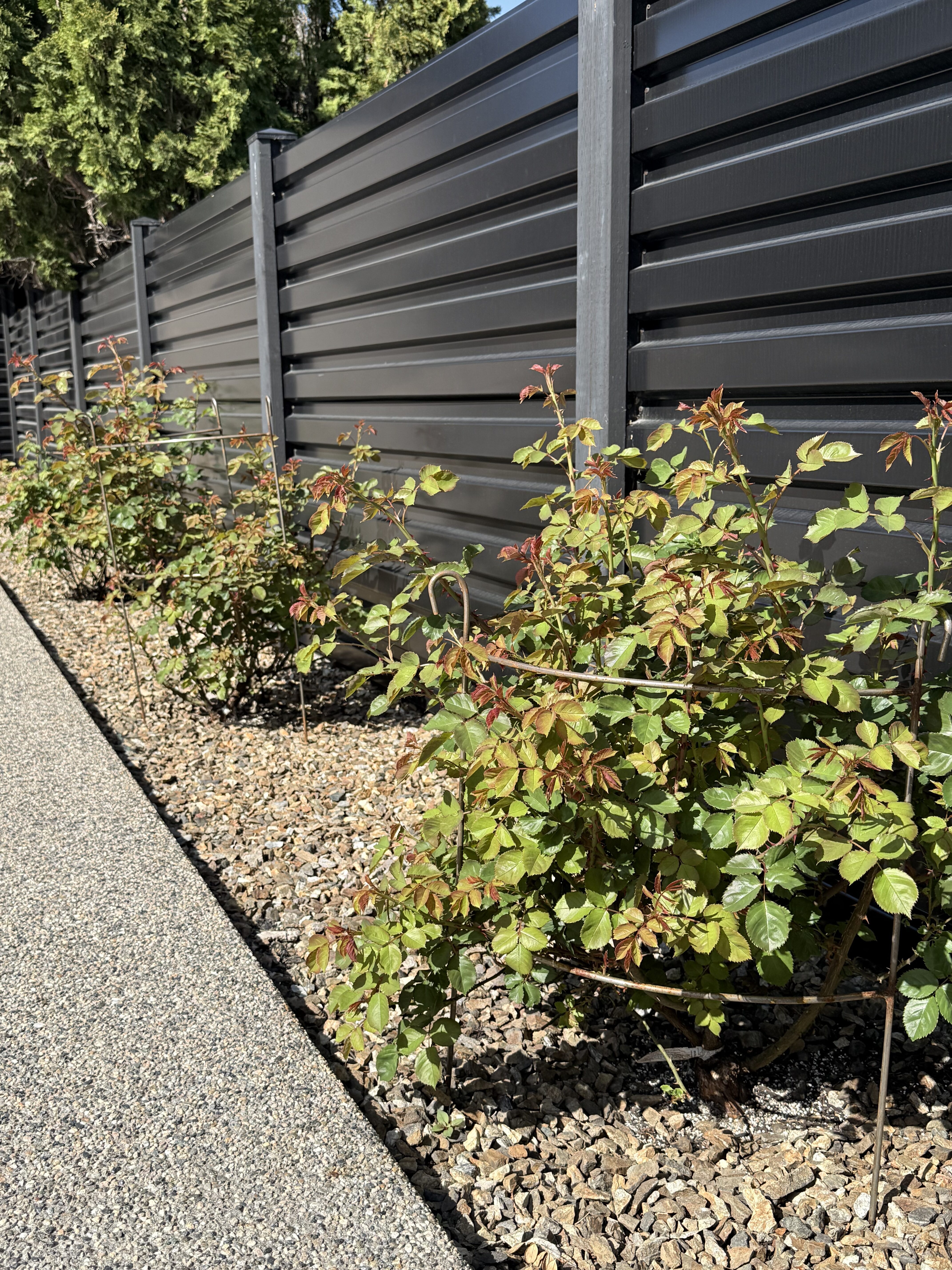 Wrought Iron Plant Cages - Image 5